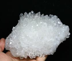 1.69 lb Clear Natural Beautiful White Chrysanthemum Crystal Cluster Specimen