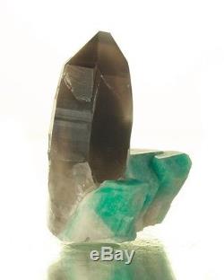 1.7 Dramatic SMOKY QUARTZ Crystal withCluster of Turquoise AMAZONITE CO for sale