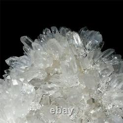 1.72LB Top Chrysanthemum Quartz Natural Clear Crystal Cluster Specimen Point