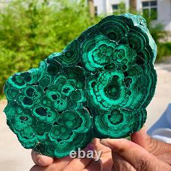 1.87LB Natural tortoise Malachite transparent cluster coarse mineral sample