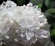 1230g New Find Clear Natural White Chrysanthemum Quartz Crystal Cluster Specimen