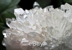 1230g New Find Clear Natural White chrysanthemum QUARTZ Crystal Cluster Specimen