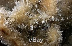 13.72lb New Find Natural White chrysanthemum QUARTZ Crystal Cluster Specimen