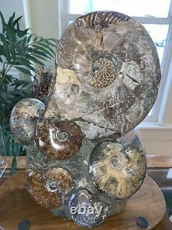 17.5LB Whole natural ammonite fossil conch crystal Cluster specimen healing