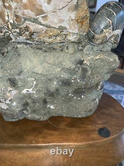 17.5LB Whole natural ammonite fossil conch crystal Cluster specimen healing