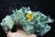 3.17lb Rare Beatiful Green Tibetan Ghost Phantom Quartz Crystal Cluster Specimen