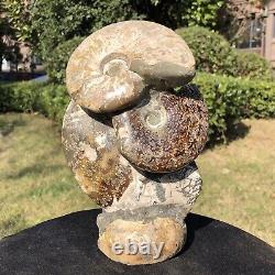 4.75LB TOP Natural Beautiful ammonite fossil conch Crystal specimen heals 2116