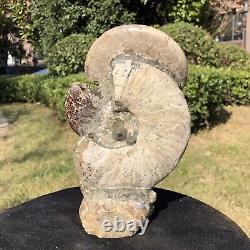 4.75LB TOP Natural Beautiful ammonite fossil conch Crystal specimen heals 2116