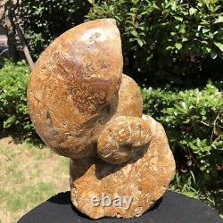 4600g Natural ammonite fossil conch cluster crystal specimens healed