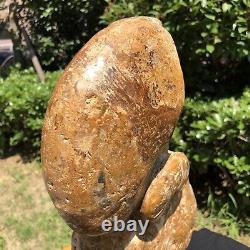 4600g Natural ammonite fossil conch cluster crystal specimens healed