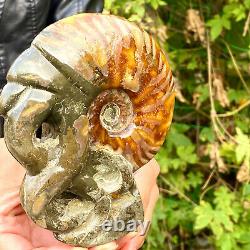 470G Rare! Natural Tentacle Ammonite FossilSpecimen Shell Healing Madagascar