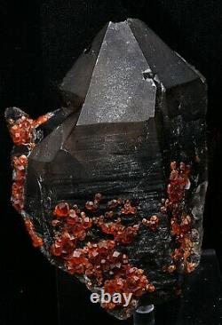895.5g NATURAL Smoky Quartz Garnet Crystal Cluster Mineral Specimen