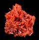 Bright Red-orange Crocoite Crystal Cluster From The Adelaide Mine, Australia