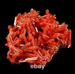 Bright Red-Orange Crocoite Crystal Cluster from the Adelaide Mine, Australia