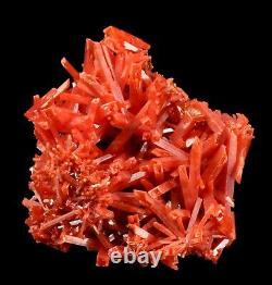 Bright Red-Orange Crocoite Crystal Cluster from the Adelaide Mine, Australia