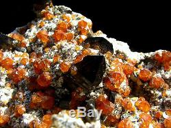 Gem Golden Garnet Crystals & Smoke Quartz Cluster on Matrix Mineral Specimen