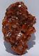 Gorgeous Wulfenite Crystal Cluster-top Luster-ahumada Mine, Mexico-classic