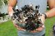 Large Smoky Quartz Crystal Cluster Points 5+ Lbs Us Seller! Free Ship