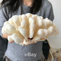 Natural White Coral cluster quartz crystal Reef specimen healing 4.44LB A567