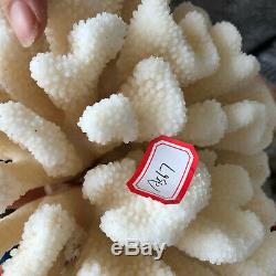 Natural White Coral cluster quartz crystal Reef specimen healing 4.44LB A567