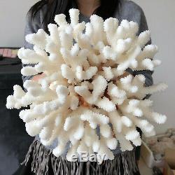 Natural White Coral cluster quartz crystal Reef specimen healing 5.19LB A565