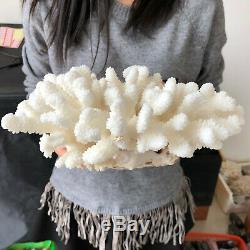 Natural White Coral cluster quartz crystal Reef specimen healing 5.19LB A565
