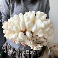 Natural White Coral cluster quartz crystal Reef specimen healing 5.47LB A566