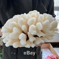 Natural White Coral cluster quartz crystal Reef specimen healing3.87LB A85