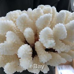 Natural White Coral cluster quartz crystal Reef specimen healing3.87LB A85