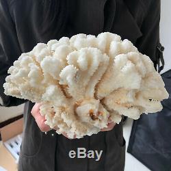Natural White Coral cluster quartz crystal Reef specimen healing4.4LB A86