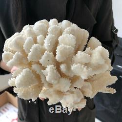 Natural White Coral cluster quartz crystal Reef specimen healing4.4LB A86