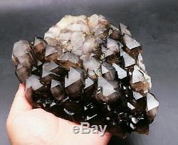 Skeletal Smoky Black Quartz Crystal Cluster Rare Clear Point Specimen Healing