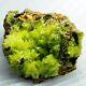 Unique Formation Yellow Green Pyromorphite Crystal Cluster Pymm026