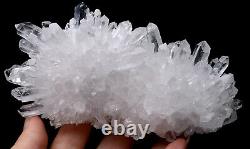 1.12lb Chrysanthème Blanc Quartz Crystal Cluster Mineral Specimen Healing