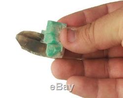 1.7 Dramatic Smoky Quartz Crystal Withcluster Of Turquoise Amazonite Co À Vendre
