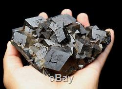 1007g Natural Andradite Garnet Crystal Cluster Quartz Inner Mongolia / Chine