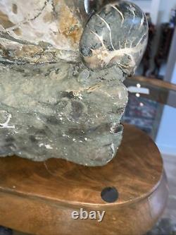 17.5lb Crystal Conch Fossile Ammonite Naturel Entier