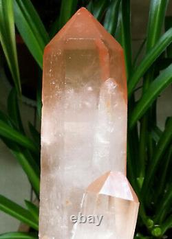 2.9lb 9in Big Angel Pink Healer Quartz Naturel Rouge Peau Cristal Cluster Specimen