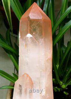 2.9lb 9in Big Angel Pink Healer Quartz Naturel Rouge Peau Cristal Cluster Specimen