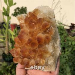 3.3lb Smoky Quartz Cristal Cluster Vug Rough Mineral Specimen Naturel