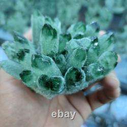 300-900g Phantom Fantôme Vert Naturel Quartz Cristal Cluster Healing Specimen