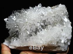 4.03lb Clear Natural Chrysanthème Blanc Quartz Crystal Cluster Spécimen / Stand