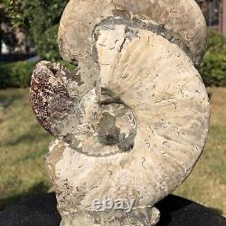 4,75LB Haut naturel Belle ammonite fossile coquillage spécimen de cristal guérit 2116