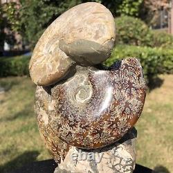 4,75LB Haut naturel Belle ammonite fossile coquillage spécimen de cristal guérit 2116