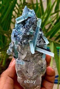401 Grammes Terminé Bleu Aquamarine Noir Tourmaline Bunch On Quartz Crystal