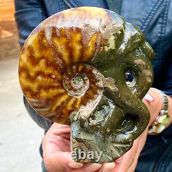470g Rare! Tentacle Naturel Ammonite Fossilspécimen Shell Healing Madagascar