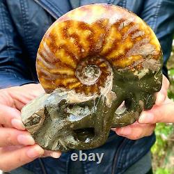 470g Rare! Tentacle Naturel Ammonite Fossilspécimen Shell Healing Madagascar