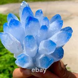 491G Nouvelle découverte de grappe de cristaux de quartz bleu de la variété Phantom spécimen minéral de guérison