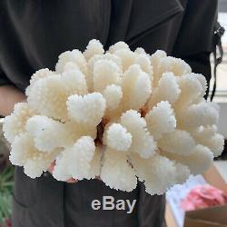 Blanc Naturel Cristal De Quartz De Cluster Coral Reef Spécimen Healing3.87lb A85