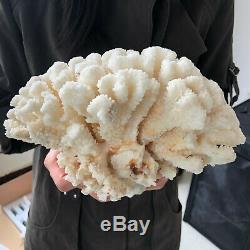 Blanc Naturel Cristal De Quartz De Cluster Coral Reef Spécimen Healing4.4lb A86